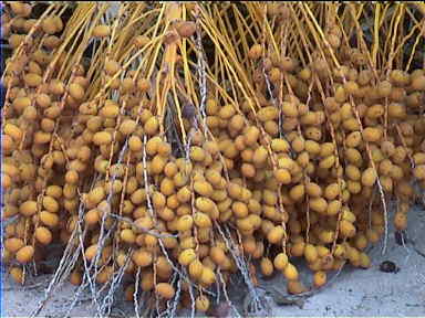 Palmtrees heavy with dates