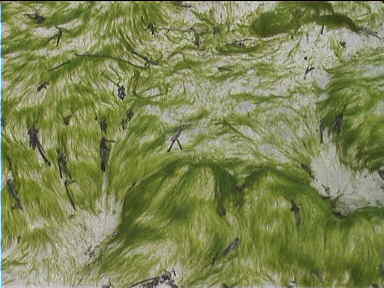 A bit of algae art on the beach