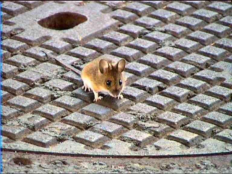 Little Mouse