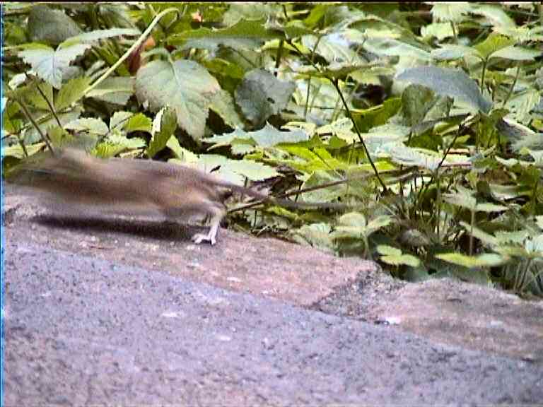 Little Mouse