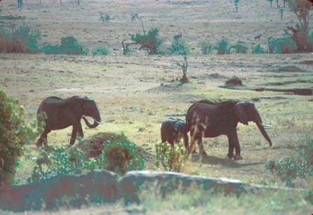 Elephants. These ones were agitated and making a lot of noise so we didn't venture very close