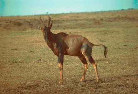 This Impala's just relieving itself