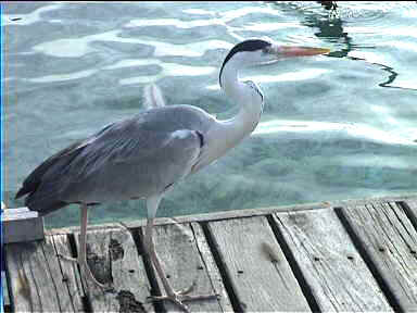 Fishing bird 