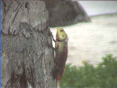 A chameleon on the island