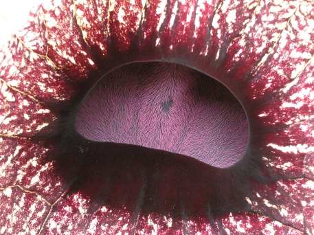 Aristolochia Grandiflora, the largest flower in the world, in the Hortus Botanicus, the botanical gardens of Leiden. The flower smells of rotting meat, attracting flies for it's pollination