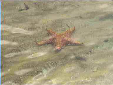 Starfish in the water