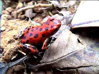 Tiny bright poison-arrow frog