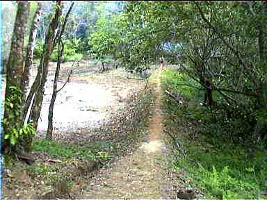 Plantation Road to Red Frog Beach