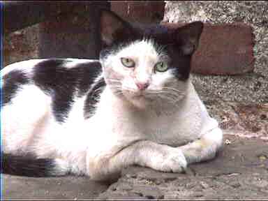 Casco Viejo Cat trying to look real mean