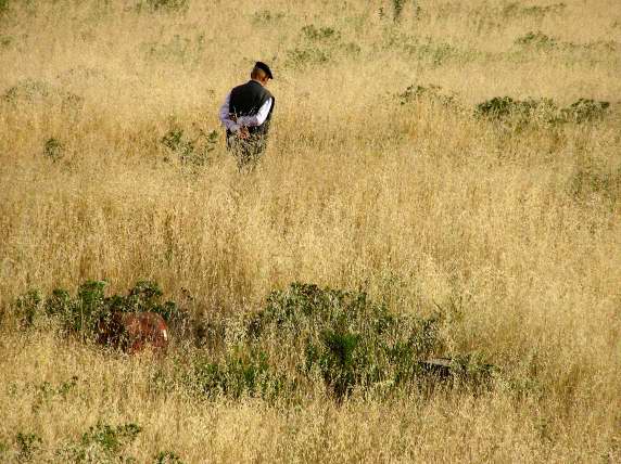 Golden fields outside Cagliari