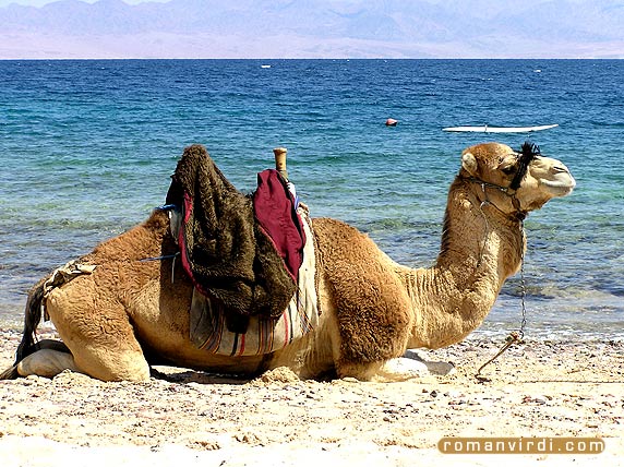 On the beach outside of Nuweiba. The hills in the distance are Saudi Arabia