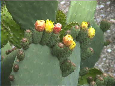 Cactus flowers