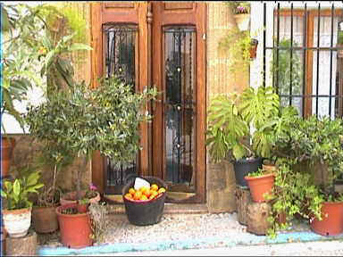 Oranges for sale at Javea