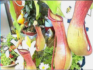 Pitcher plant (carnivorous)