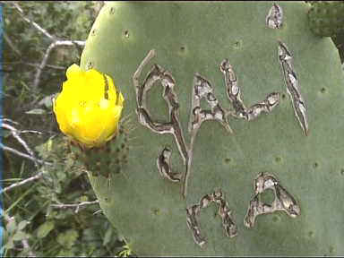 Cactus flower