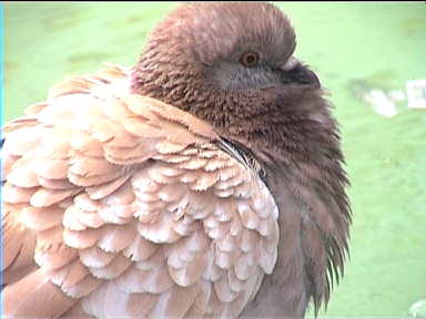 A fluffy pigeon at Fonte Gala