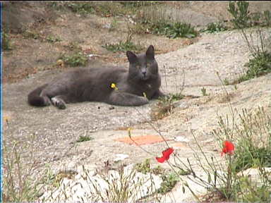 This cat was keenly watching the goings-on