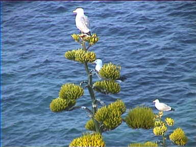 Seagulls