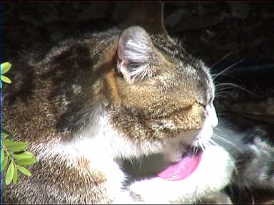 Look at the long tongue on this cat!