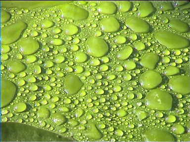 Droplets on a water lily in the gardens