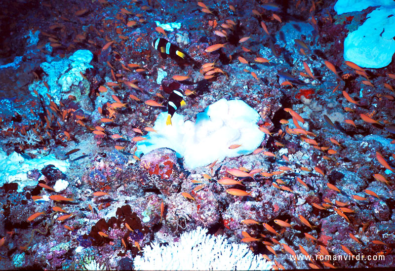 Two clownfish (white/yellow/black) at center-up surrounded by a lot of orange Anthias 