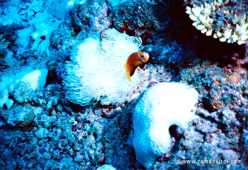 Clownfish above its Sea Anemone. I always thought Sea Anemones had stinging tentacles. The ones in the Maldives didn't sting when I gently touched one with my finger