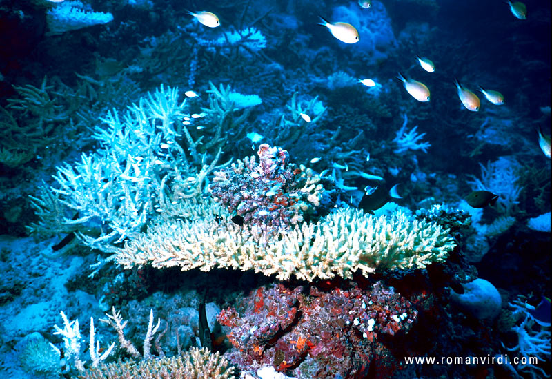 A table coral 