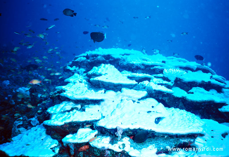 This coral looks like ice cream... 