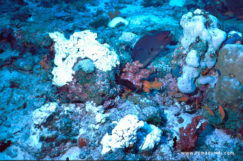 A giant Moray peeking out of it's hole 