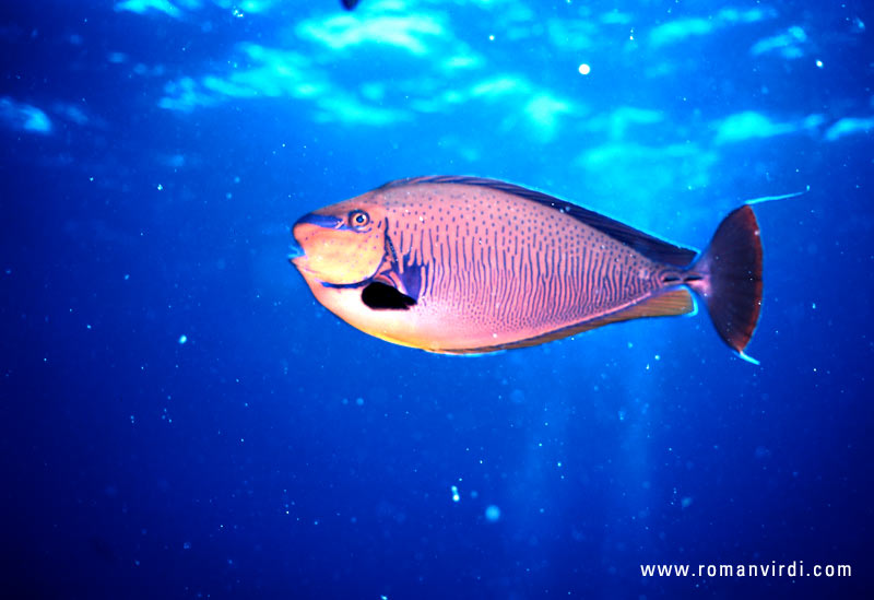 Surgeonfish 