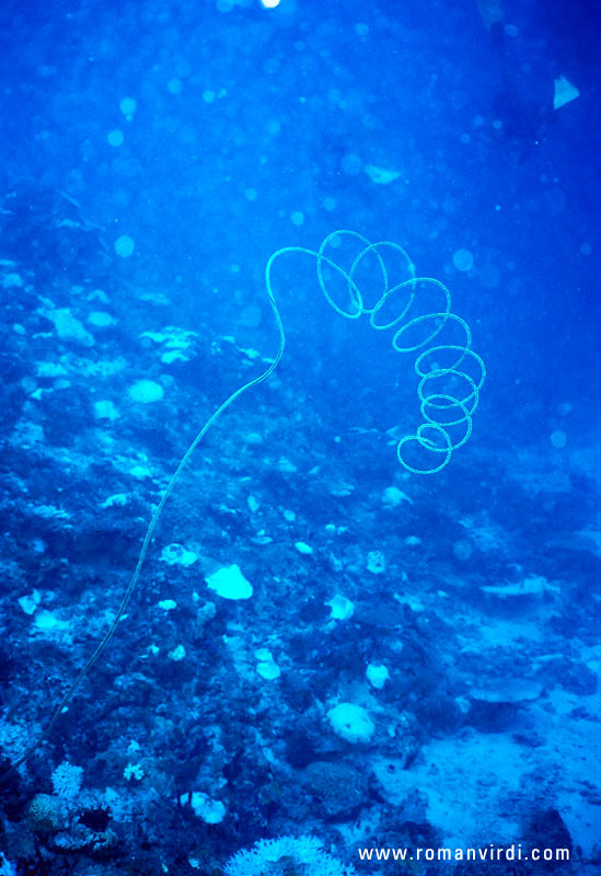 Whip coral