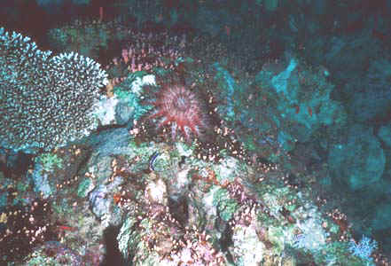 Crown of Thorns at Shark Observatory. Luckily, they're very rarely seen in the area