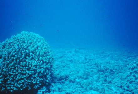 A very rare sight: A Dolphin UNDERWATER at Jackfish Alley (center of the picture)! It didn't venture very close, though. What luck!