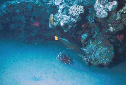 A lazy Lionfish in Naama Bay