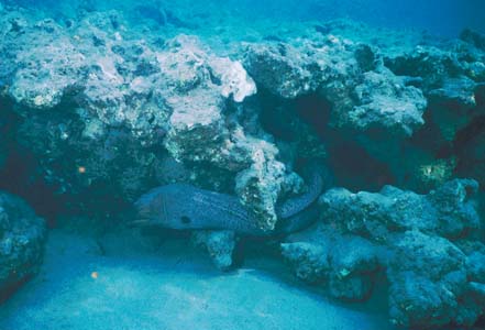 A giant Moray in Naama Bay during an evening snorkel