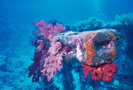 This beam at the Ras Mohammed Shipwreck "Yolanda" is overgrown with soft coral. If you look closely you'll see the tiny clownfish living inside!