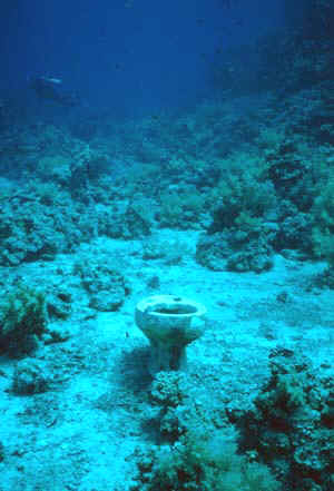 Yolanda Toilet bowl at Ras Mohammed