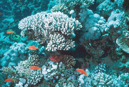 Can you see the lurking scorpionfish under the hard coral at Jackson Reef, Tiran?