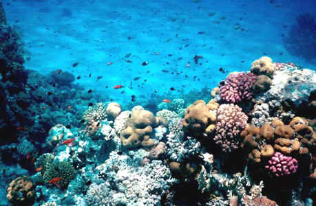 Snorkeler's Paradise at Tiran