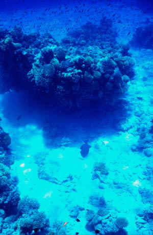 A large Triggerfish at lower center 'blowing' into the sand in the hope of extracting a meal from it (at Tiran)