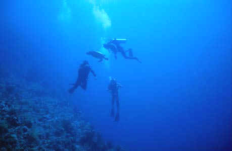 The divers have seen a turtle and the poor thing is helplessly being scrutinized