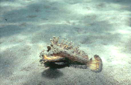 Another rare sight: One of two scorpion fish walking on sand! They actually have a pair of little legs under their head!! They were aware that they were being watched and tried to flee as fast as they could (which was slowly), flashing their colourful fins as if to signal "danger!" 