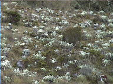 Frailejñns as far as the eye can see