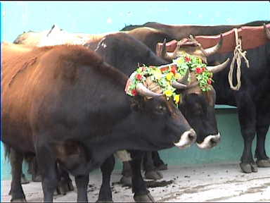 Cows decorated for Holy week