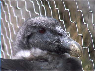 Condor farm having two Condors in captivity