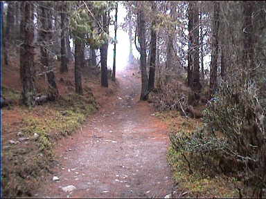 Wonderful forest walk to Laguna Negra