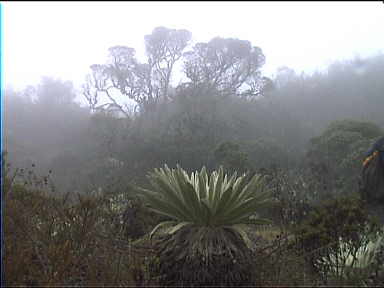 Looking for Laguna Negra in the mist