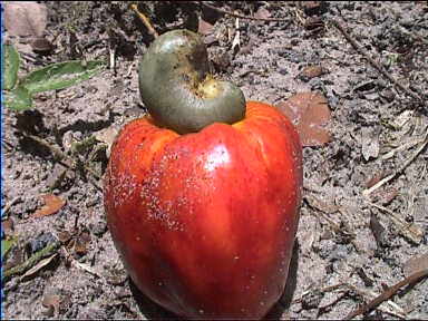 One Cashew nut. No wonder they are so expensive!