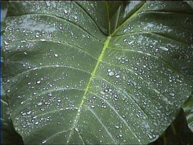 Large leaf has gotten wet