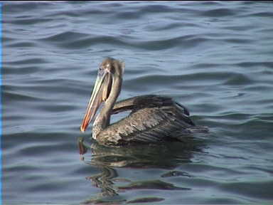 The Pelicans seemed to be feeding the whole day